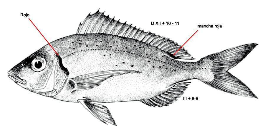 Pagellus erythrinus_01.jpg
